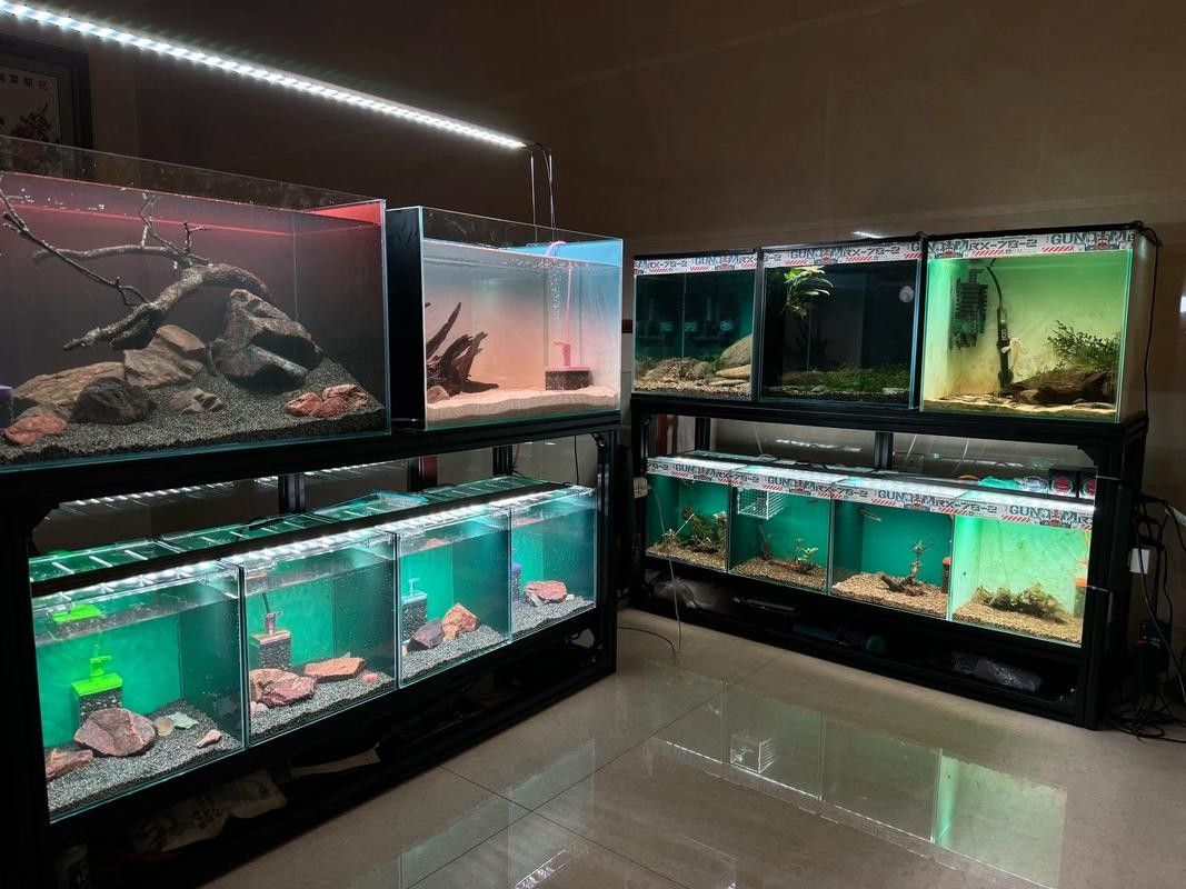 雷龍和龍魚虎魚混養嗎圖片