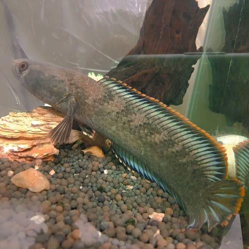 雷龍和龍魚虎魚混養嗎圖片