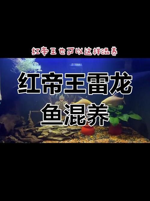 雷龍和龍魚虎魚混養嗎圖片