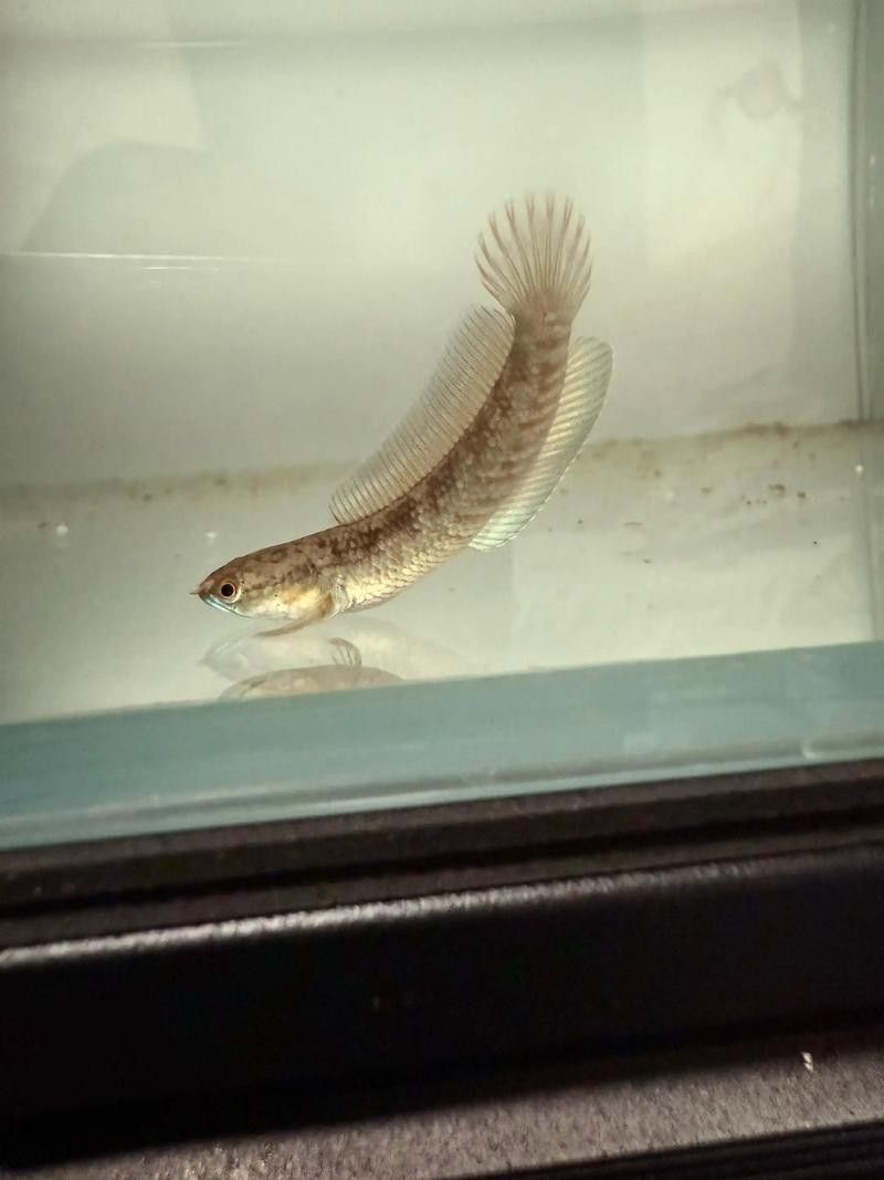 雷龍和龍魚虎魚混養嗎圖片