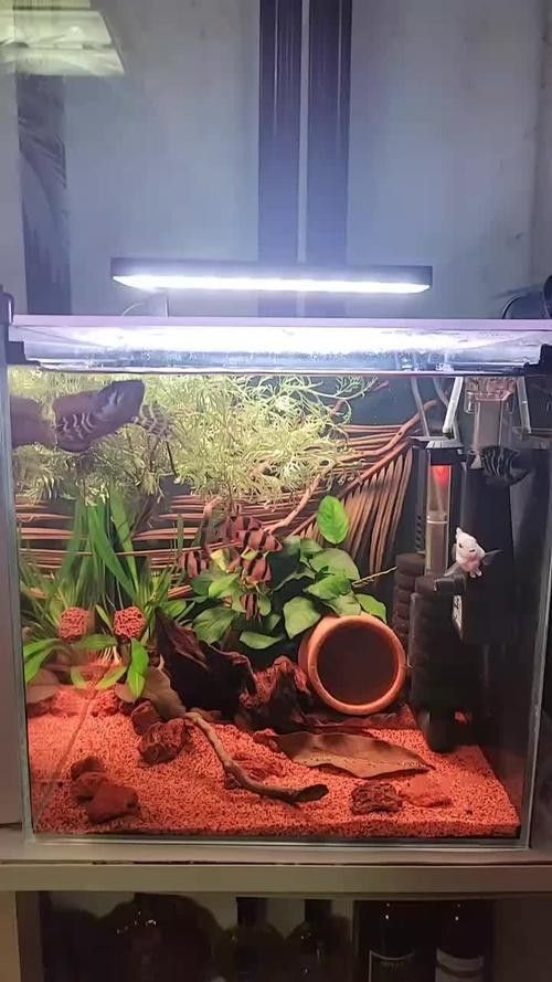 雷龍和龍魚虎魚混養嗎圖片