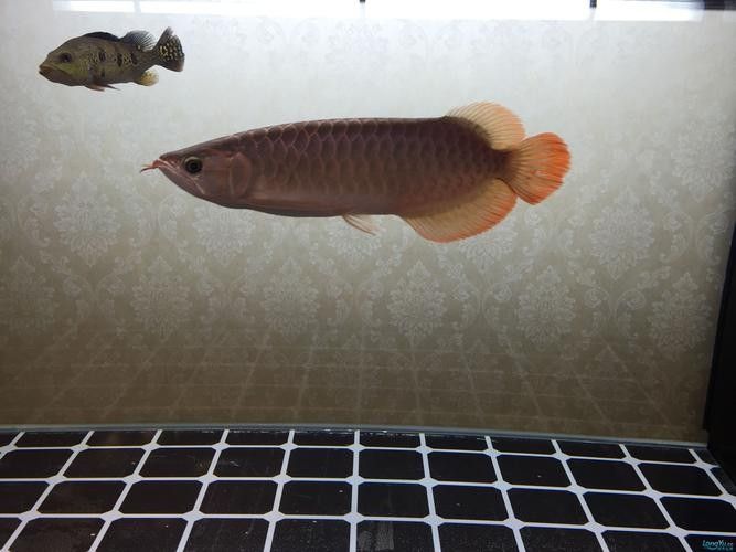 雷龍和龍魚虎魚混養嗎圖片