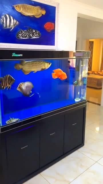 雷龍和龍魚虎魚混養嗎圖片