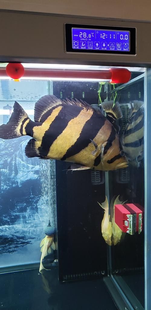 雷龍和龍魚虎魚混養嗎圖片