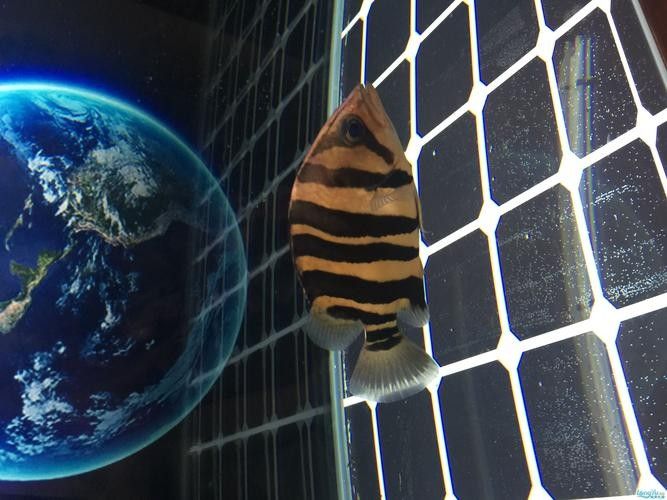 雷龍和龍魚虎魚混養嗎圖片