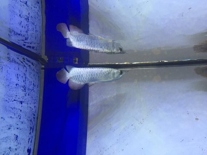 雷龍和龍魚虎魚混養嗎圖片