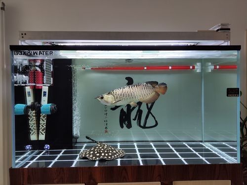 雷龍和龍魚虎魚混養嗎圖片