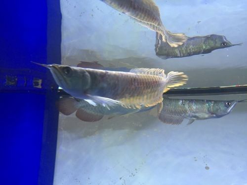 雷龍和龍魚虎魚混養嗎圖片