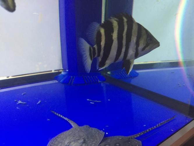 雷龍和龍魚虎魚混養嗎圖片