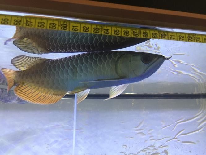 雷龍和龍魚虎魚混養嗎圖片