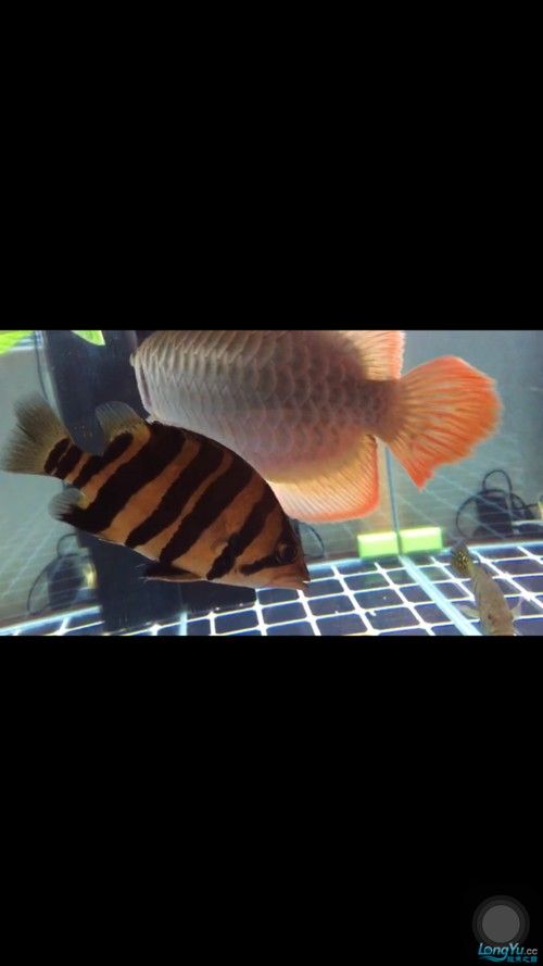 雷龍和龍魚虎魚混養嗎圖片