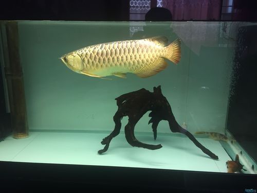 雷龍和龍魚虎魚混養嗎圖片