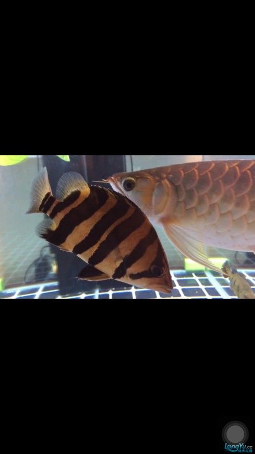 雷龍和龍魚虎魚混養嗎圖片