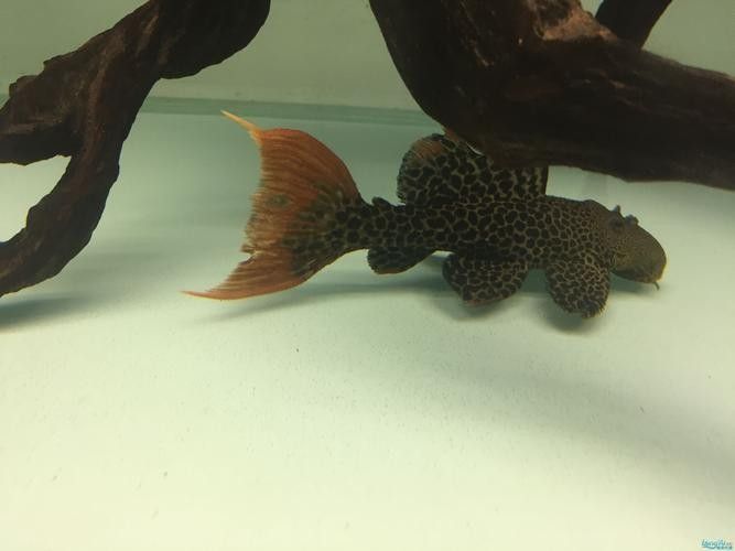 雷龍和龍魚虎魚混養嗎圖片