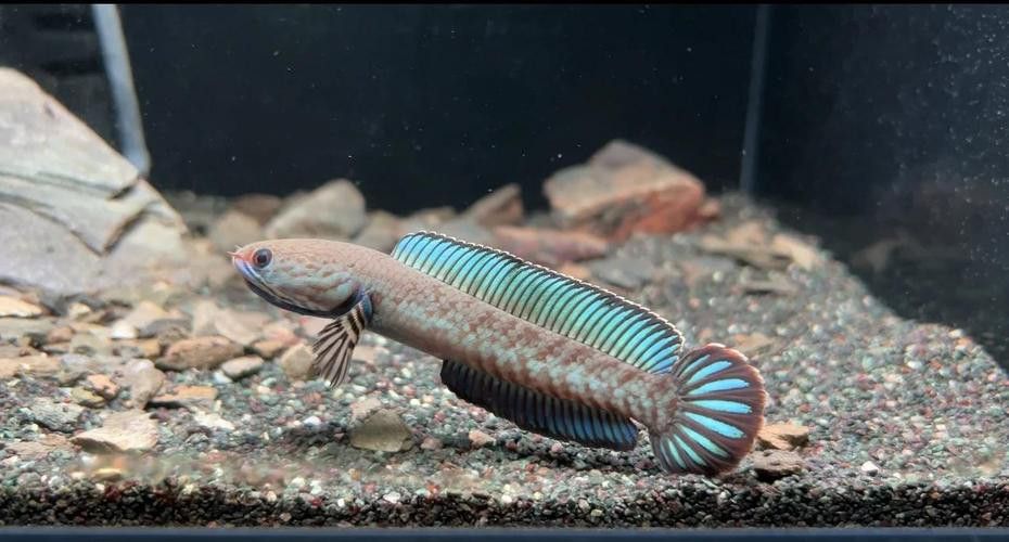 推薦幾款適合初學者的龍魚