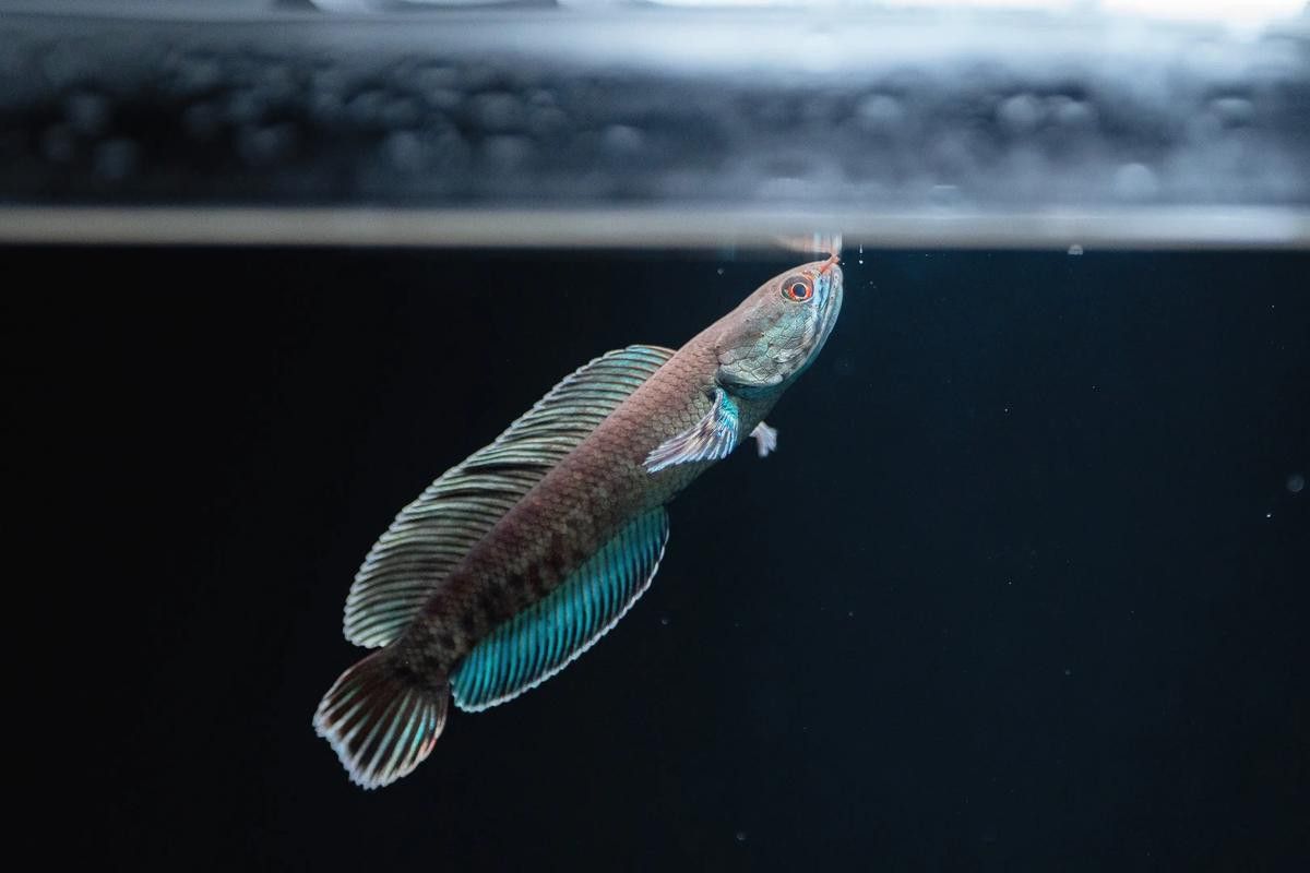 推薦幾款適合初學者的龍魚