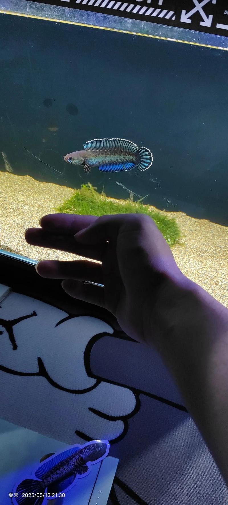 推薦幾款適合初學者的龍魚