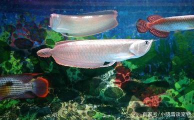 龍魚的尺寸計算方法：龍魚的尺寸計算方法是最常用的：龍魚尺寸計算方法：龍魚的尺寸計算方法