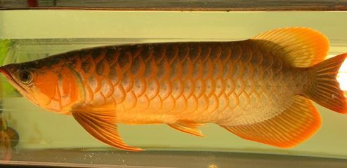 龍魚落在魚缸底是在休息嗎？：龍魚長時間趴在缸底不動并且不吃東西，可能是健康問題的征兆