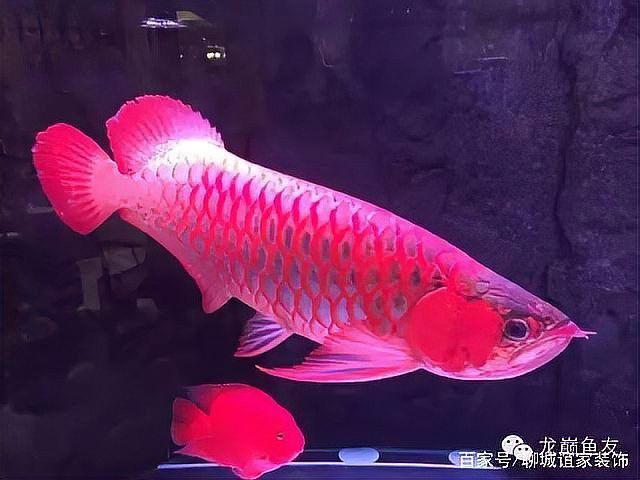 紅龍魚用什么顏色的燈好呢