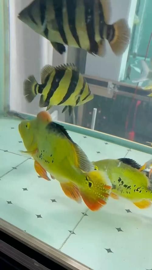 銀龍魚混養最佳搭配圖片欣賞大全