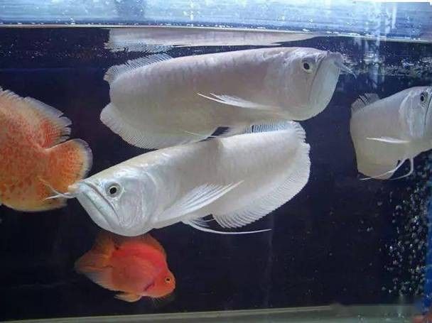 銀龍魚混養最佳搭配圖片欣賞大全