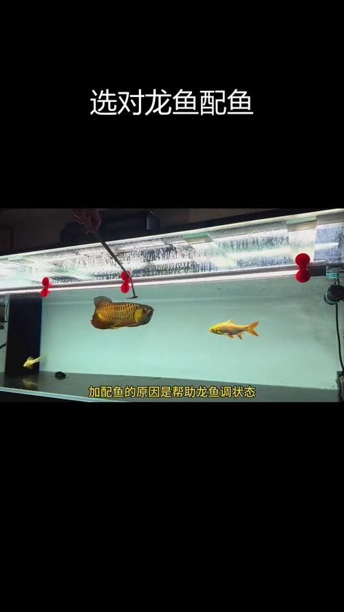 銀龍魚混養最佳搭配圖片欣賞大全