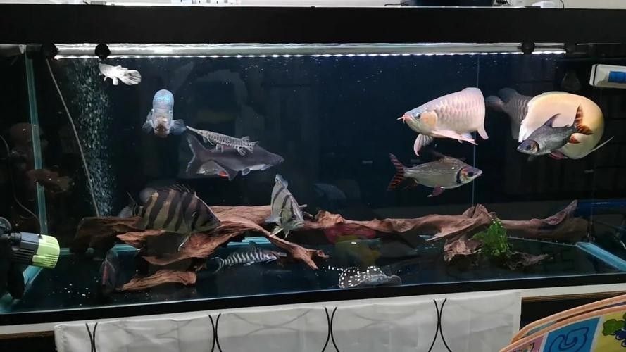 銀龍魚混養最佳搭配圖片欣賞大全