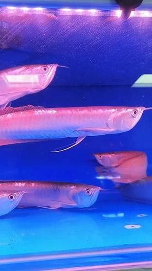 銀龍魚混養最佳搭配圖片欣賞大全