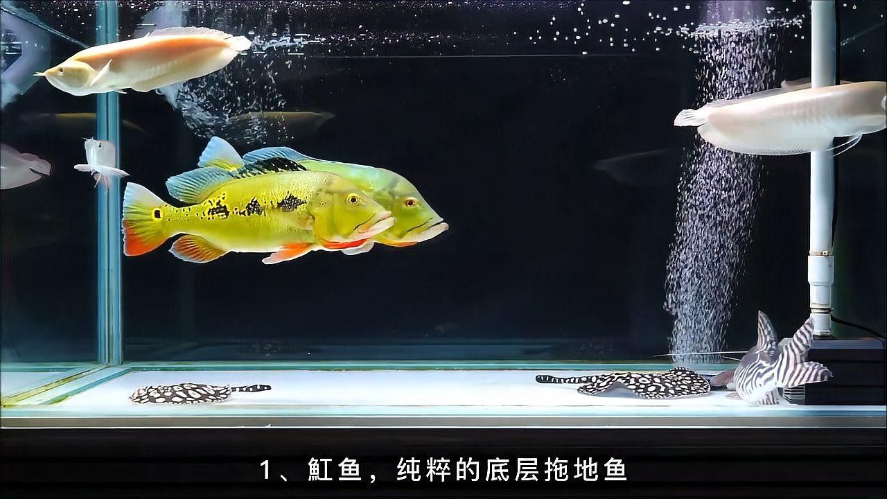 銀龍魚混養最佳搭配圖片欣賞大全