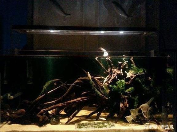 紅龍魚的作用與功效圖片大全大圖（紅龍魚的作用與功效圖片大全大圖高清）