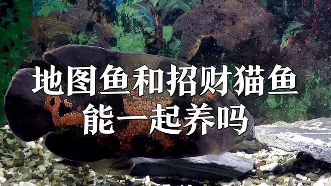 推薦一些與招財貓魚混養的魚類