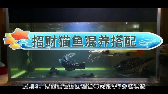 推薦一些與招財貓魚混養的魚類