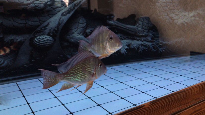 龍魚批發(fā)市場地址電話是多少號(hào)：濟(jì)南龍魚批發(fā)市場