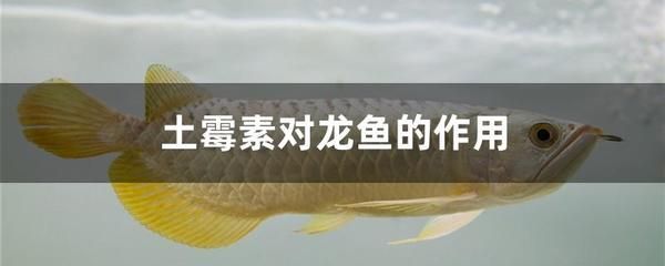 龍魚用土霉素用量多少(治療龍魚腸炎使用土霉素用量需要根據具體情況而定) 龍魚百科 第2張 龍魚用土霉素用量多少(治療龍魚腸炎使用土霉素用量需要根據具體情況而定) 龍魚用土霉素用量多少(治療龍魚腸炎使用土霉素用量需要根據具體情況而定) 龍魚百科 第2張