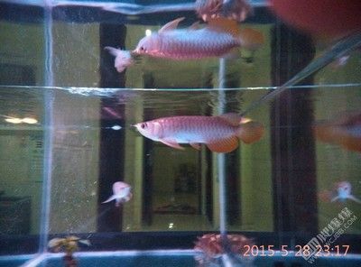 金龍能喂的小金魚嗎？：金龍可以喂小金魚嗎