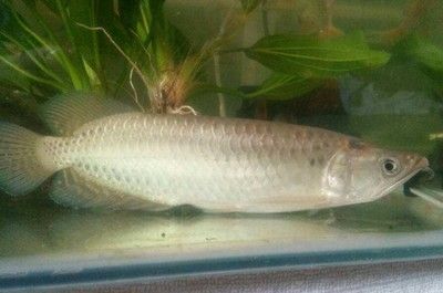 龍魚活食怎么消毒最好：關于龍魚活食的消毒方法