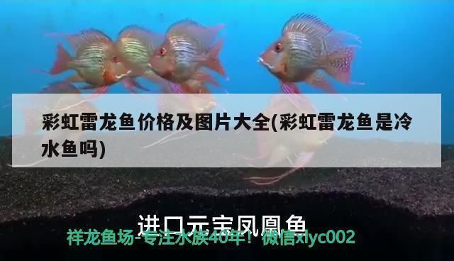 檸檬鯽品種與價格關系，檸檬鯽2型市場價格