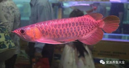 極品紅龍魚價格：極品紅龍魚價格信息極品紅龍魚價格信息極品紅龍魚價格及圖片欣賞