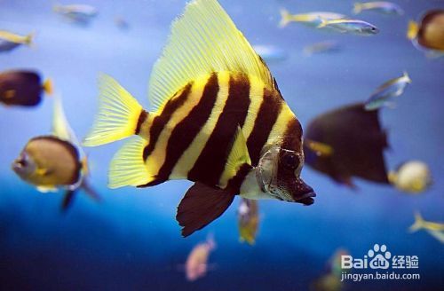 紅龍魚的飼養方法講解視頻播放大全集圖片（紅龍魚的飼養方法講解視頻播放大全集圖片下載）