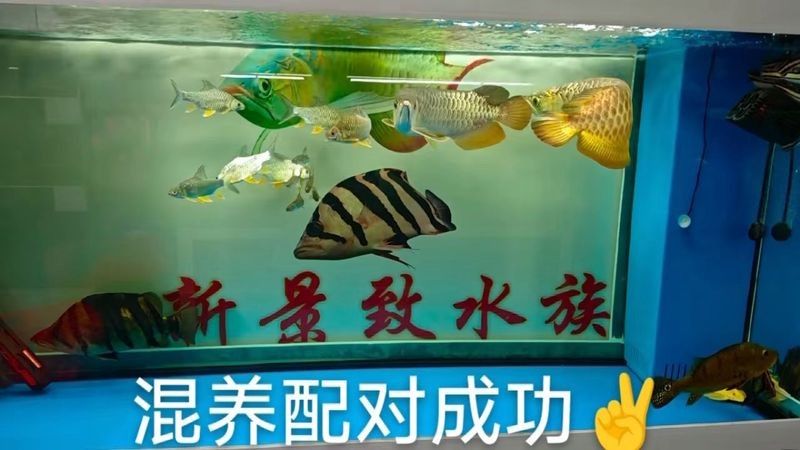 麒麟狗頭可以和龍魚混養嗎圖片