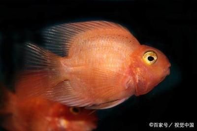 龍魚身上長白點是什么：龍魚身上長白點怎么辦