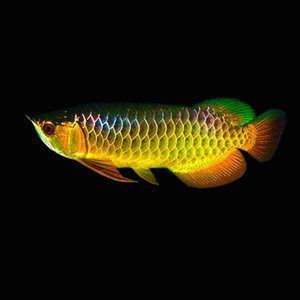 金龍魚的價格高昂（1.5公斤的金龍魚可以賣到18萬元人民幣，比黃金還貴）