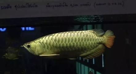 虎紋恐龍魚會(huì)攻擊別的魚嗎