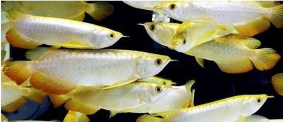 虎紋恐龍魚會(huì)攻擊別的魚嗎