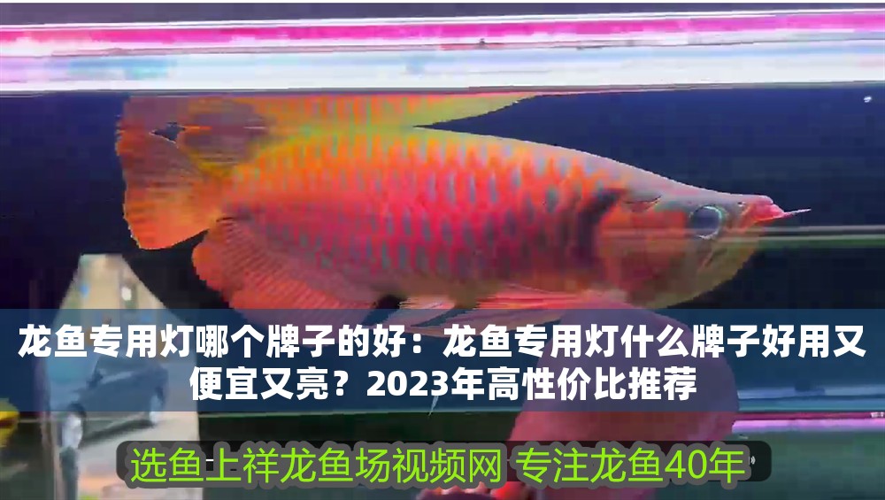 龍魚專用燈哪個(gè)牌子的好：龍魚專用燈什么牌子好用又便宜又亮？2023年高性價(jià)比推薦