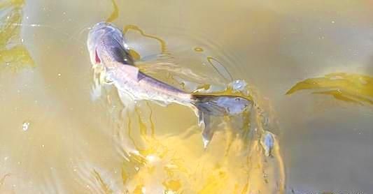 龍魚專用燈哪個(gè)牌子的好：龍魚專用燈什么牌子好用又便宜又亮？2023年高性價(jià)比推薦