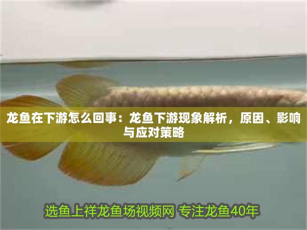 龍魚在下游怎么回事：龍魚下游現象解析，原因、影響與應對策略