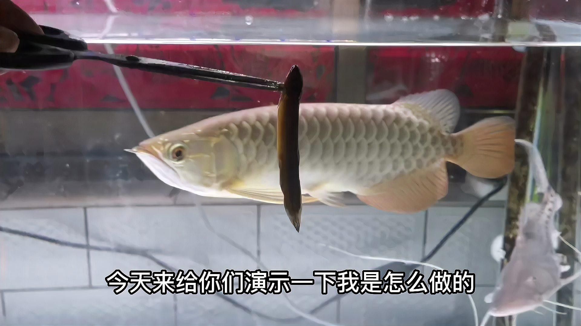 喂龍魚的活飼料魚怎么處理干凈