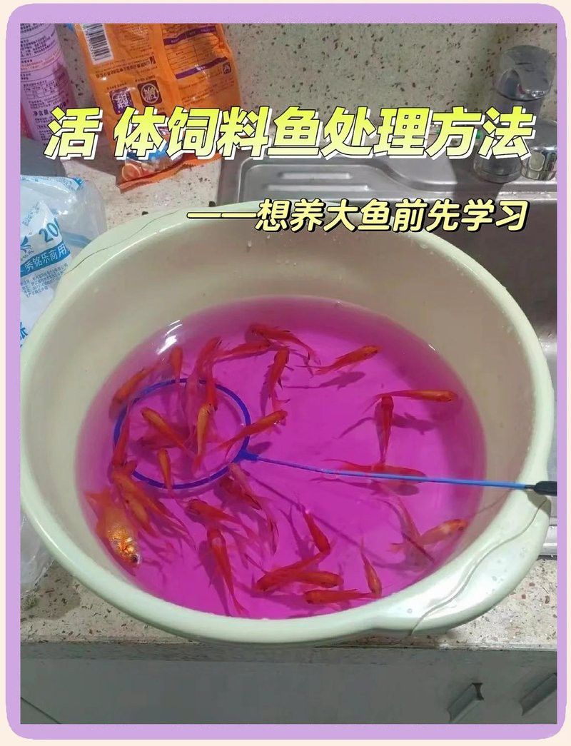喂龍魚的活飼料魚怎么處理干凈